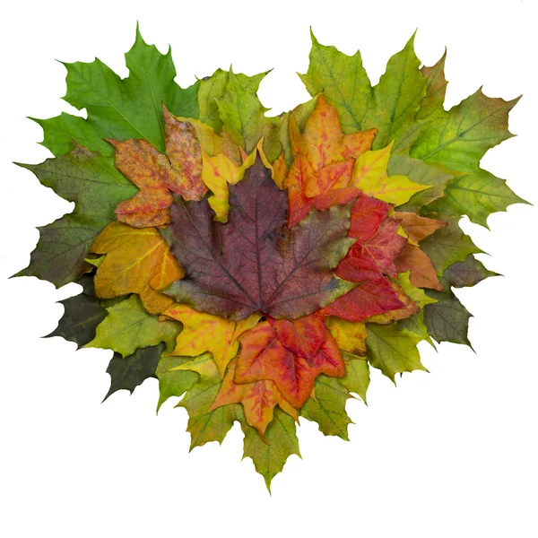 Leaf heart — Stock Photo, Image