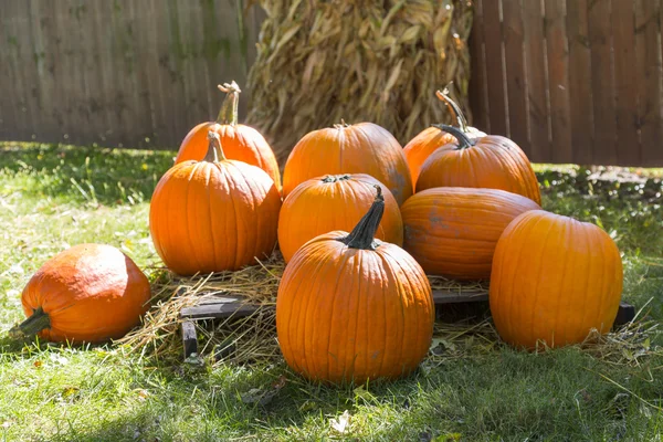 Pumpkin patch — Stockfoto