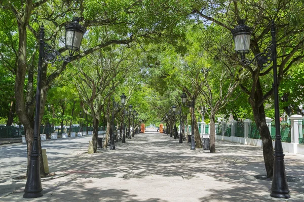 Árvore alinhada avenida — Fotografia de Stock