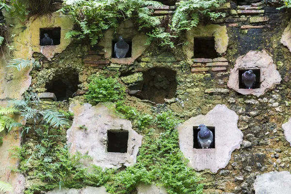 Pigeons' nests — Stock Photo, Image