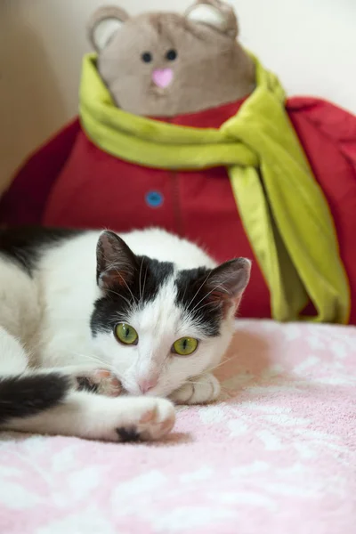 Gato joven —  Fotos de Stock