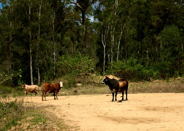 Vaches sur route de terre de campagne — Photo