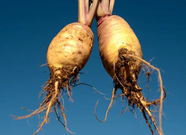 Edible Swedes rutabaga against blue sky background — Stock Photo, Image