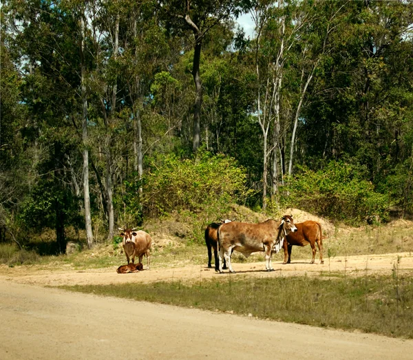 Mucche nella scena rurale australiana — Foto Stock