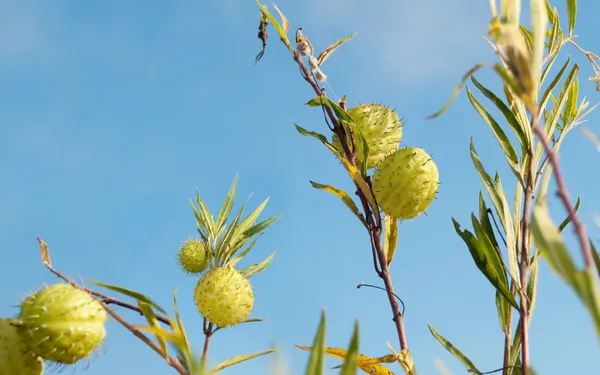 Wild weed ballong bomull bush — Stockfoto