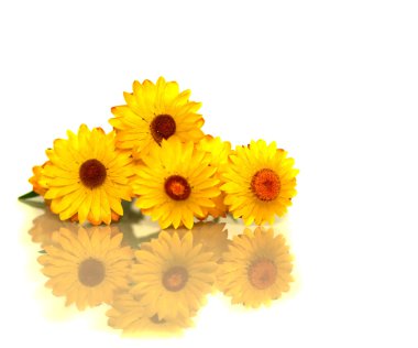 Australian yellow paper daisy flower clipart