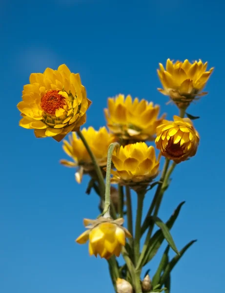 Australian yellow paper daisy with blue sky background — Stock Photo, Image