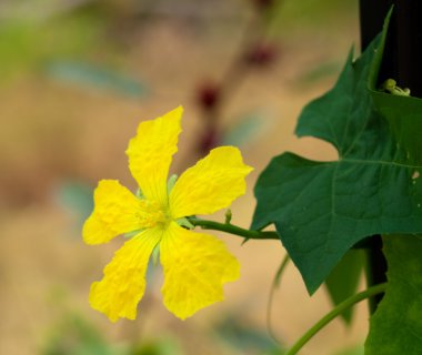 lif lif kabağı kabak sarı çiçek