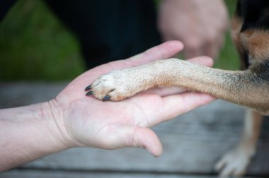 Köpeklerin erkeklerle oynaması, dostluk ve köpek sevgisi kavramı.