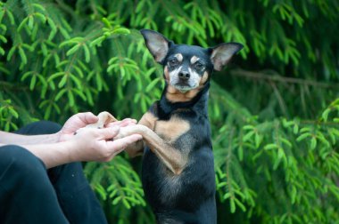 Köpeklerin erkeklerle oynaması, dostluk ve köpek sevgisi kavramı.
