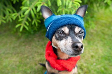 Şapkalı ve eşarplı komik bir köpek, kötü havalarda köpekler için kıyafetler. Metin için boşluk
