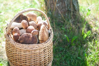 Doğal orman arka planında şık Porcini mantarlı sepet, metin için alan 
