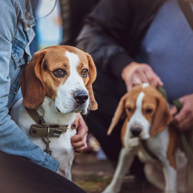Dog Show 'da güzel bir av köpeği sahibinin elinde.