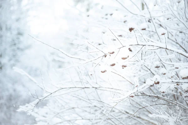 Δένδρα Θάμνοι Στο Χιόνι Στο Πάρκο Χειμώνα Υπόβαθρο Σύσταση Των — Φωτογραφία Αρχείου