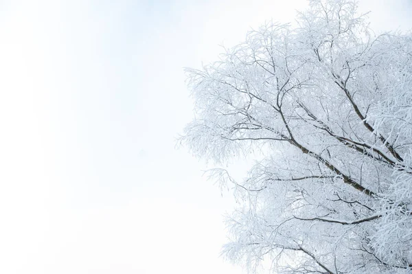 Drzew Krzewów Śniegu Parku Zima Tle Tekstura Oddziałów Śniegu — Zdjęcie stockowe