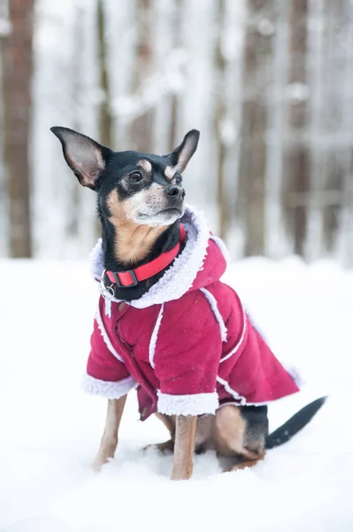 Собака Свитере Овечья Шкура Зимнем Лесу — стоковое фото