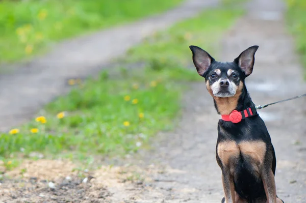 Şirin Köpek Yolun Kenarında Oturuyor Endişeli Endişeli Kameraya Bakıyor Mesaj — Stok fotoğraf