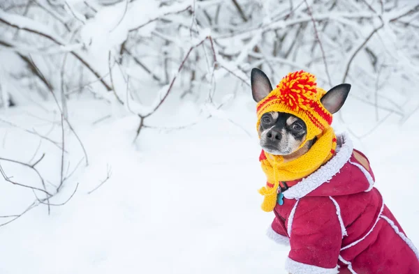 Cão Chapéu Malha Engraçado Com Abóbora Floresta Inverno Espaço Para — Fotografia de Stock