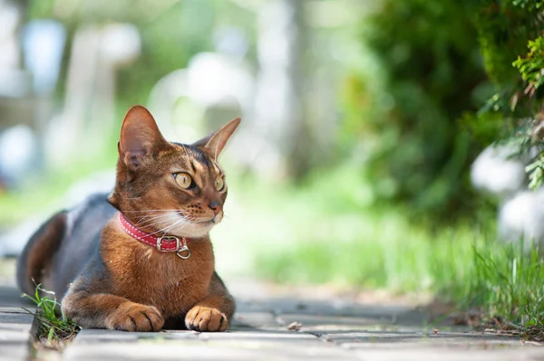 Hermoso Gato Abisinio Collar Retrato Cerca Graciosamente Acostado Una Pasarela —  Fotos de Stock