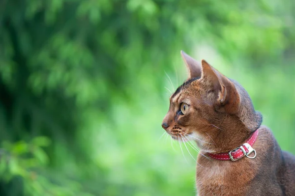 Retrato Gato Abisinio Muy Hermoso Naturaleza Espacio Para Texto —  Fotos de Stock