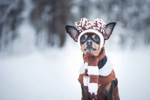 Забавный Щенок Собака Зимней Шляпе Помпами Снежном Лесу Dog Clothes — стоковое фото