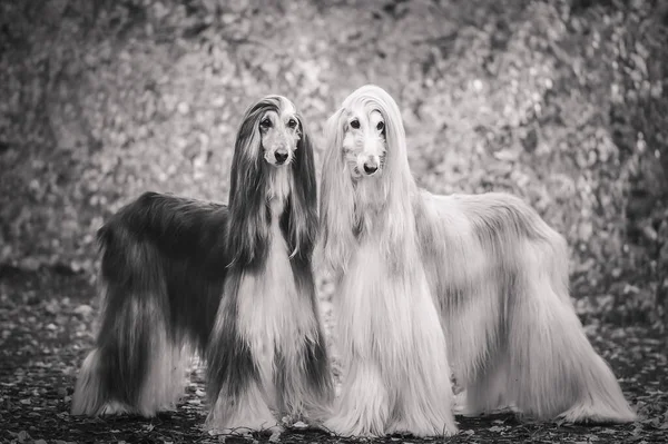 Two Dogs Beautiful Afghan Greyhounds Full Length Portrait Background Autumn — Stock Photo, Image