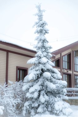 Güzel bir evin önündeki karda büyük bir Noel ağacı. Kış teması, yeni yıl, rahatlık.