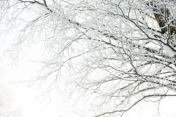 Bomen Struiken Sneeuw Het Park Winter Achtergrond Textuur Van Takken — Stockfoto