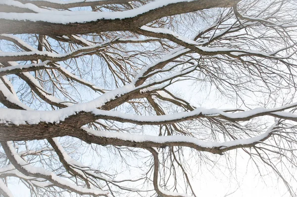 Bomen Struiken Sneeuw Het Park Winter Achtergrond Textuur Van Takken — Stockfoto