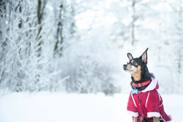 Собака Свитере Овечья Шкура Зимнем Лесу Пространство Текста — стоковое фото
