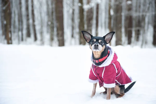 Собака Свитере Овечья Шкура Зимнем Лесу Смотрят Камеру Пространство Текста — стоковое фото
