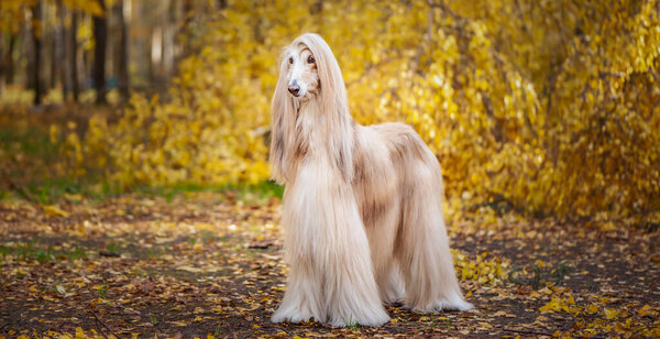 Dog, gorgeous Afghan hound, full-length portrait, against the background of the autumn forest, space for text