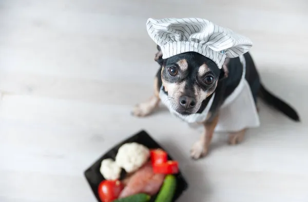 Câine Într Capac Bucătar Șorț Masă Gătit Alimente Bucătărie Conceptul — Fotografie, imagine de stoc