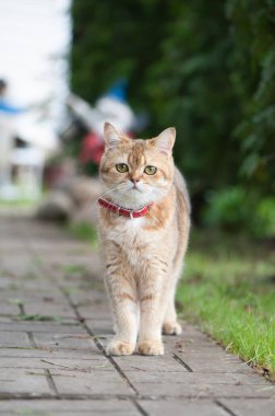 Altın çinçilya renginde İngiliz kadın kedi sokak yolunda koşuyor.