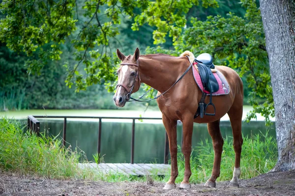 Full Length Harnessed Horse Beautiful Forest — Stock Photo, Image