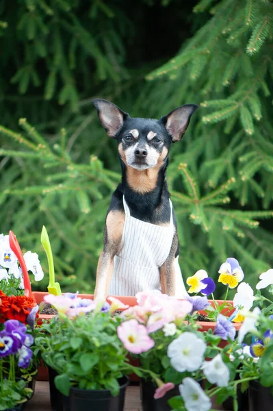 狗在围裙 周围是花和园艺工具 一个园艺师的形象 一个种植者 春种的概念 — 图库照片