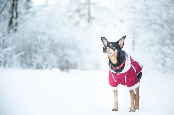 Собака Свитере Овечья Шкура Зимнем Лесу Пространство Текста — стоковое фото