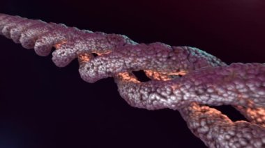 Collagen molecule amino acids triplet. 3D model of the triple helical structure of collagen fibrils