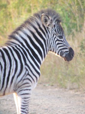 bebek zebra