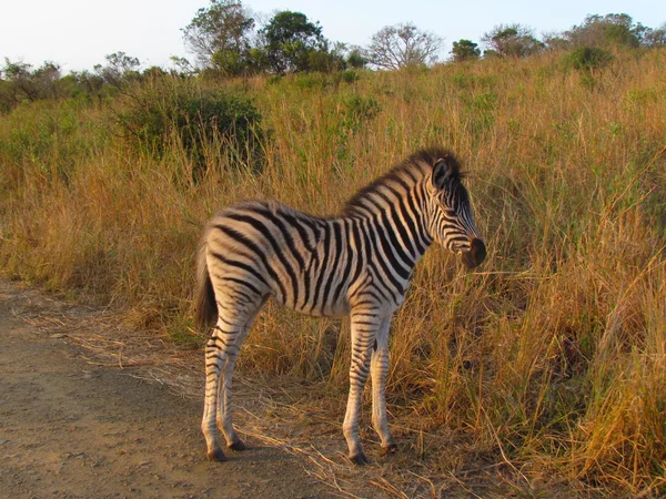 Zebra Fuzzy — Fotografia de Stock