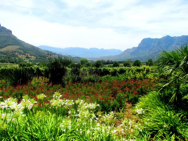 Cape Town Winelands — Stock Photo, Image