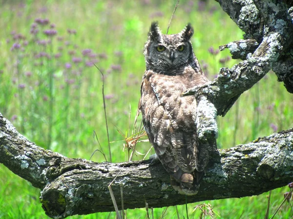 Perched Owl — Stock Photo, Image