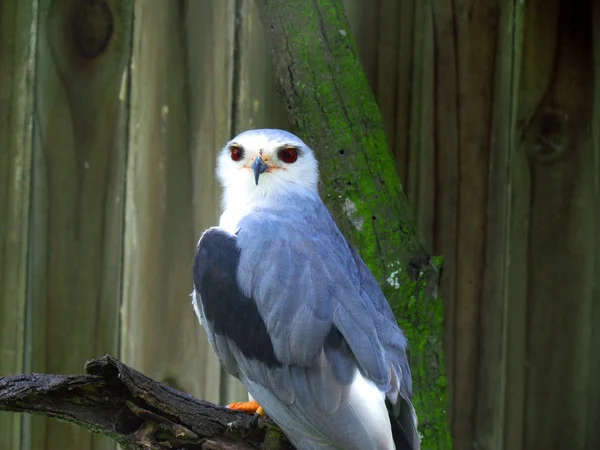 Perched Red Eyed Eagle — Stock Photo, Image