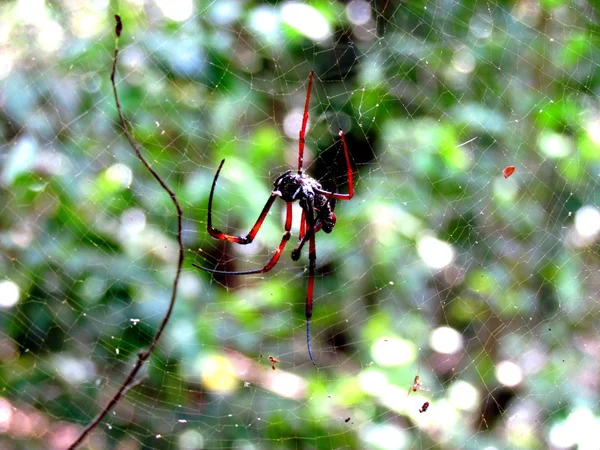 Dangling Spider — Stock Photo, Image