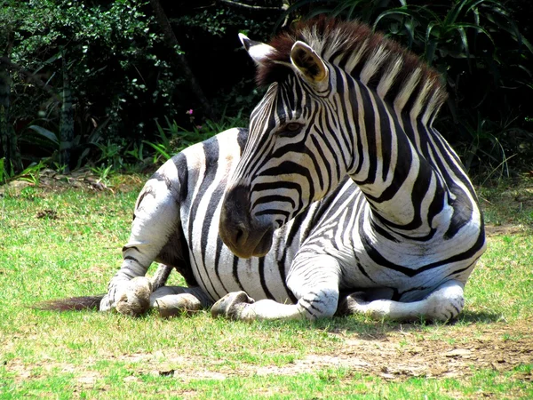 Odpočívající zebra — Stock fotografie