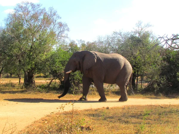 Самотній слон — стокове фото