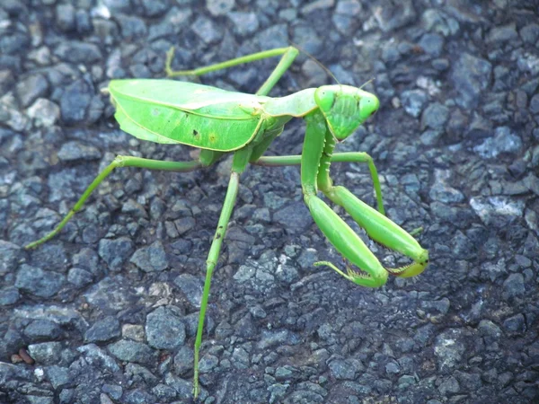 Leafy Pray Mantis — Stock Photo, Image