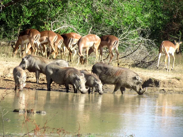 Agujero de agua — Foto de Stock