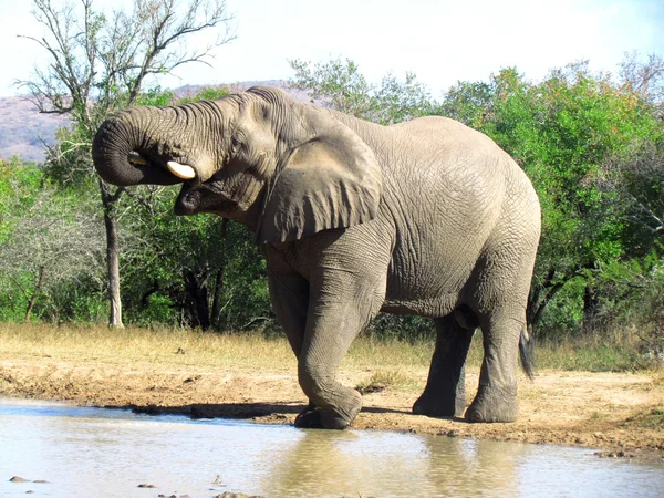 Elefante sedento — Fotografia de Stock
