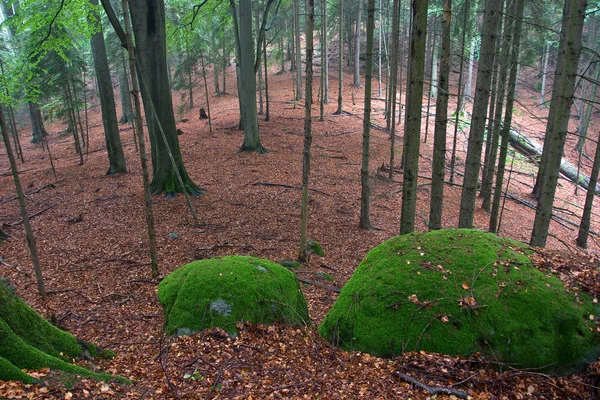 秋の森の緑の苔で覆われて岩 — ストック写真